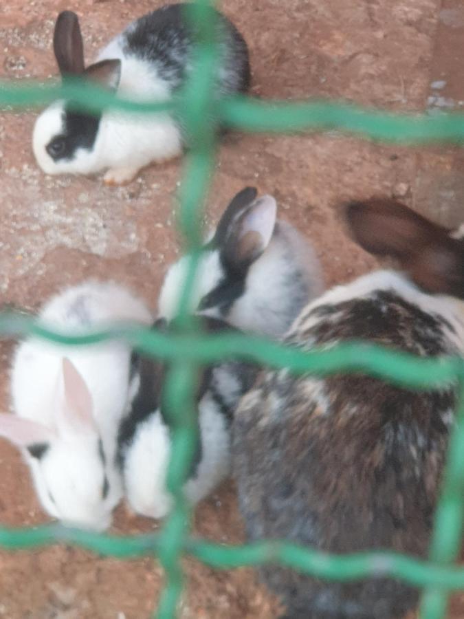 Ferme Bouhouch Διαμέρισμα Oulad Yakoub Εξωτερικό φωτογραφία